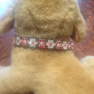 NWT dog collar